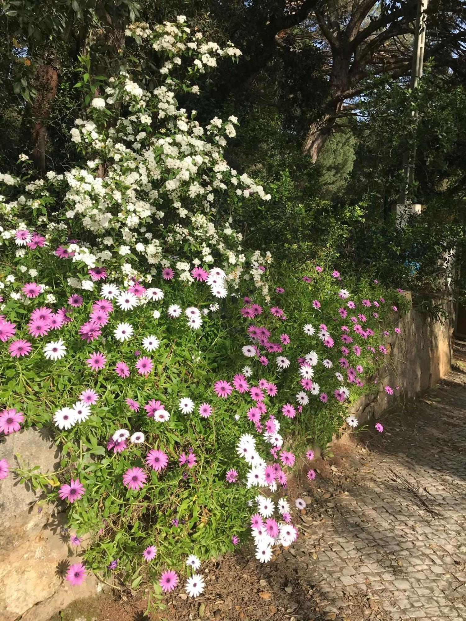 Quinta Dos Canais Setubal Bagian luar foto